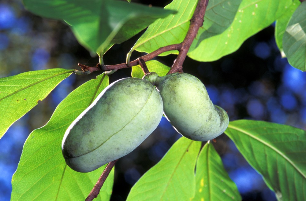 common_pawpaw2